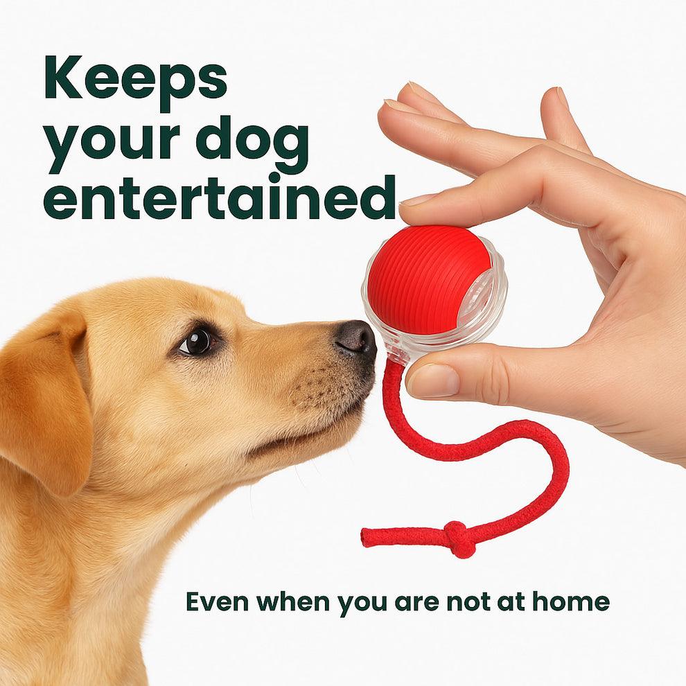 PawPath™ Smart Interactive Dog/Cat Toy