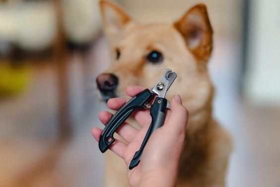 🐶Precision Nail Cutter for Dogs &amp; Cats 🐱