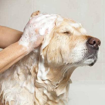 Anti-Itch Dog Shampoo|Ditch to Itch (Buy 1 Get 1 Free)